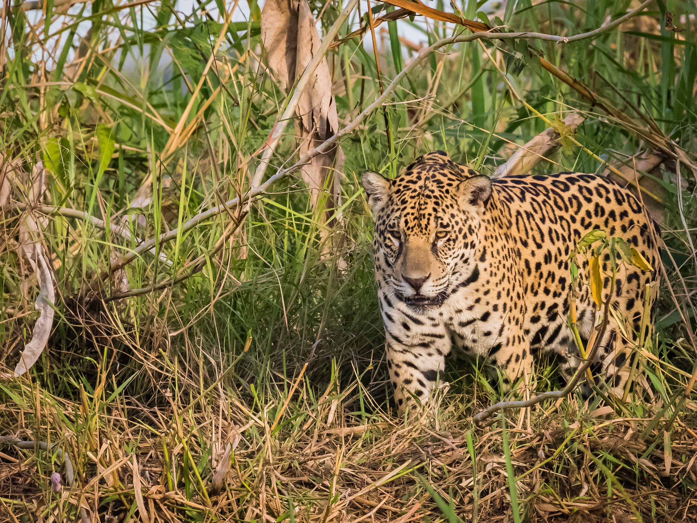Manu Biosphere Reserve 7 Days
