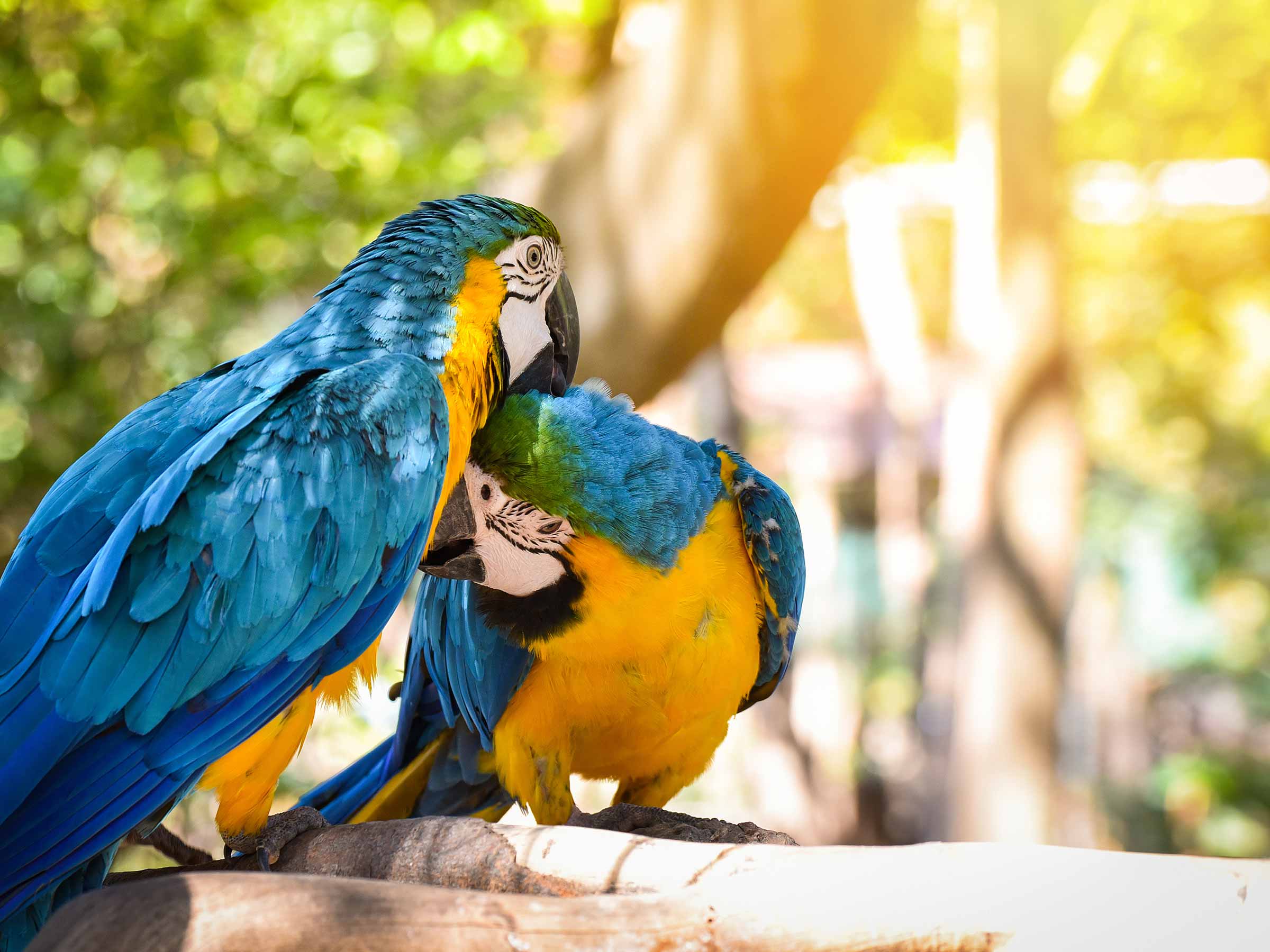 Manu Biosphere Reserve 7 Days