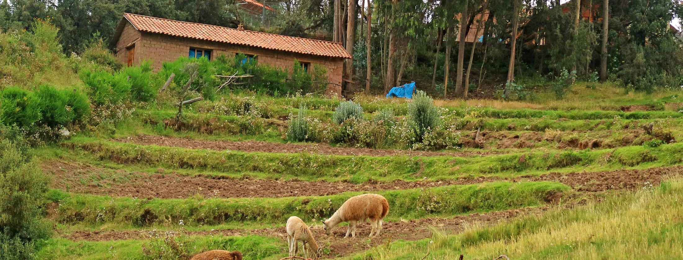 Culinary Adventure Peru 11 Days