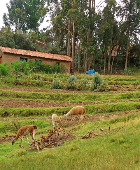 Culinary Adventure Peru 11 Days