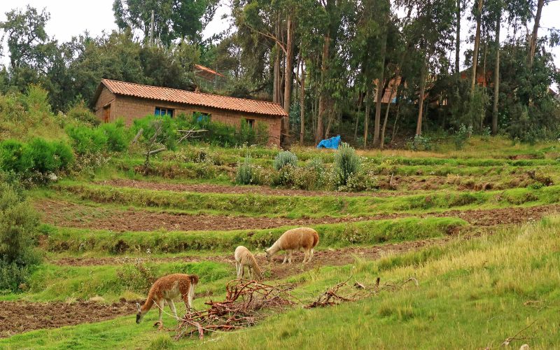 Culinary Adventure Peru 11 Days